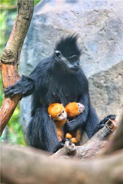 为迎父亲节，她生的“明星”三胞胎，今天终于“露面”了！
