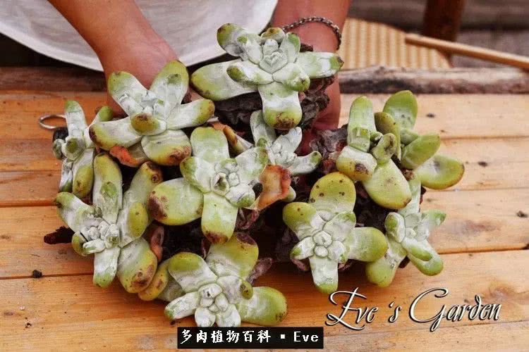 仙女杯多肉植物,拇指仙女杯也叫帕奇飞图吗