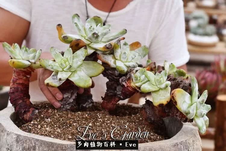 仙女杯多肉夏天大量消耗叶片,多肉植物拇指仙女杯