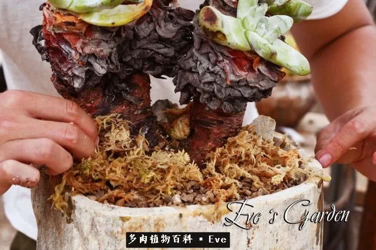 仙女杯多肉夏天大量消耗叶片,多肉植物拇指仙女杯