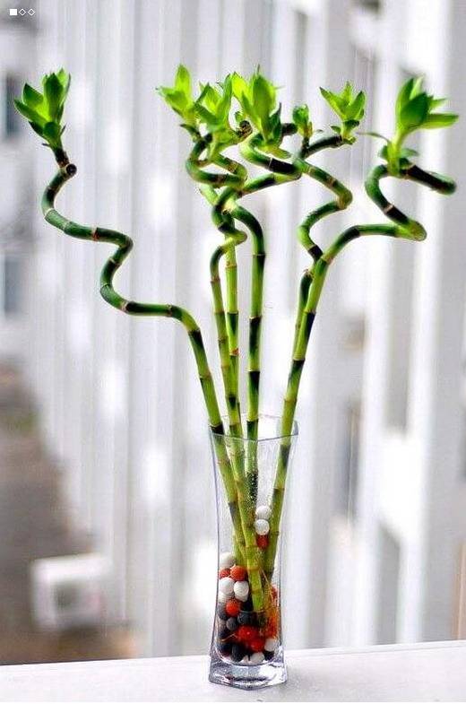 养殖富贵竹叶子黄了怎么办,转运竹叶子发黄怎么办