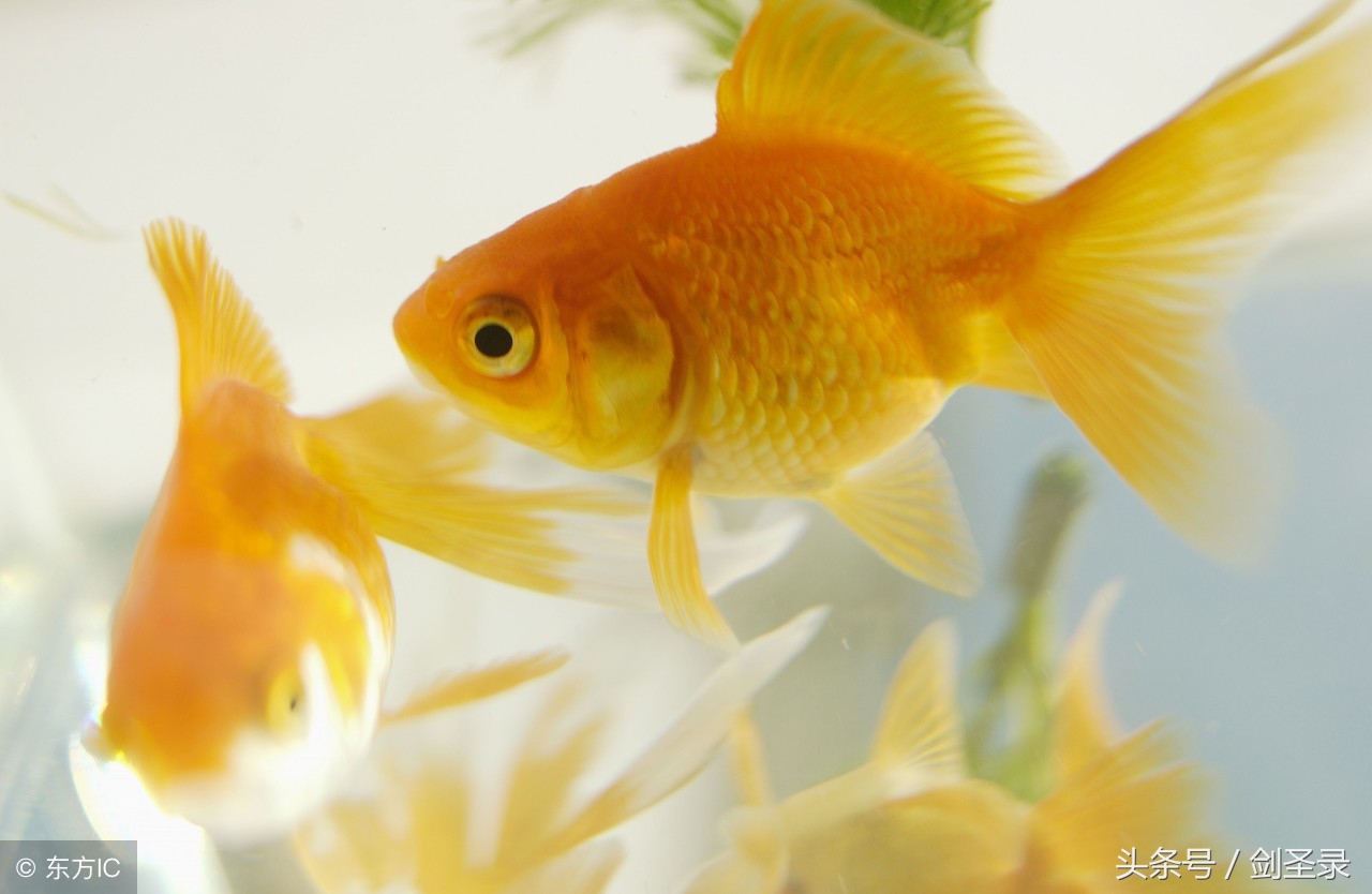 增广贤文人生在世多见多闻,增广贤文世事明如镜