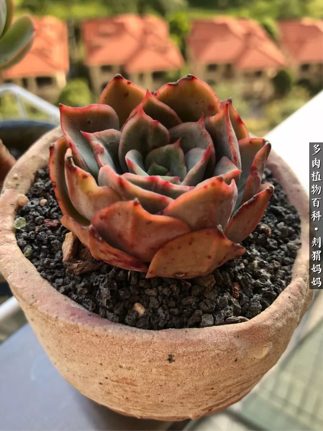 多肉如何度夏的方法,多肉夏天如何度夏