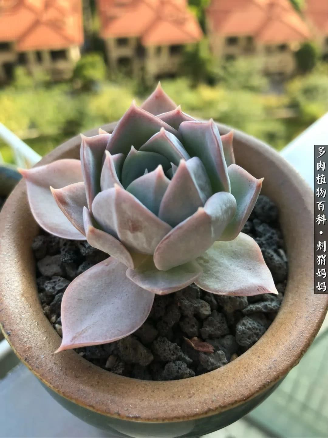 多肉如何度夏的方法,多肉夏天如何度夏