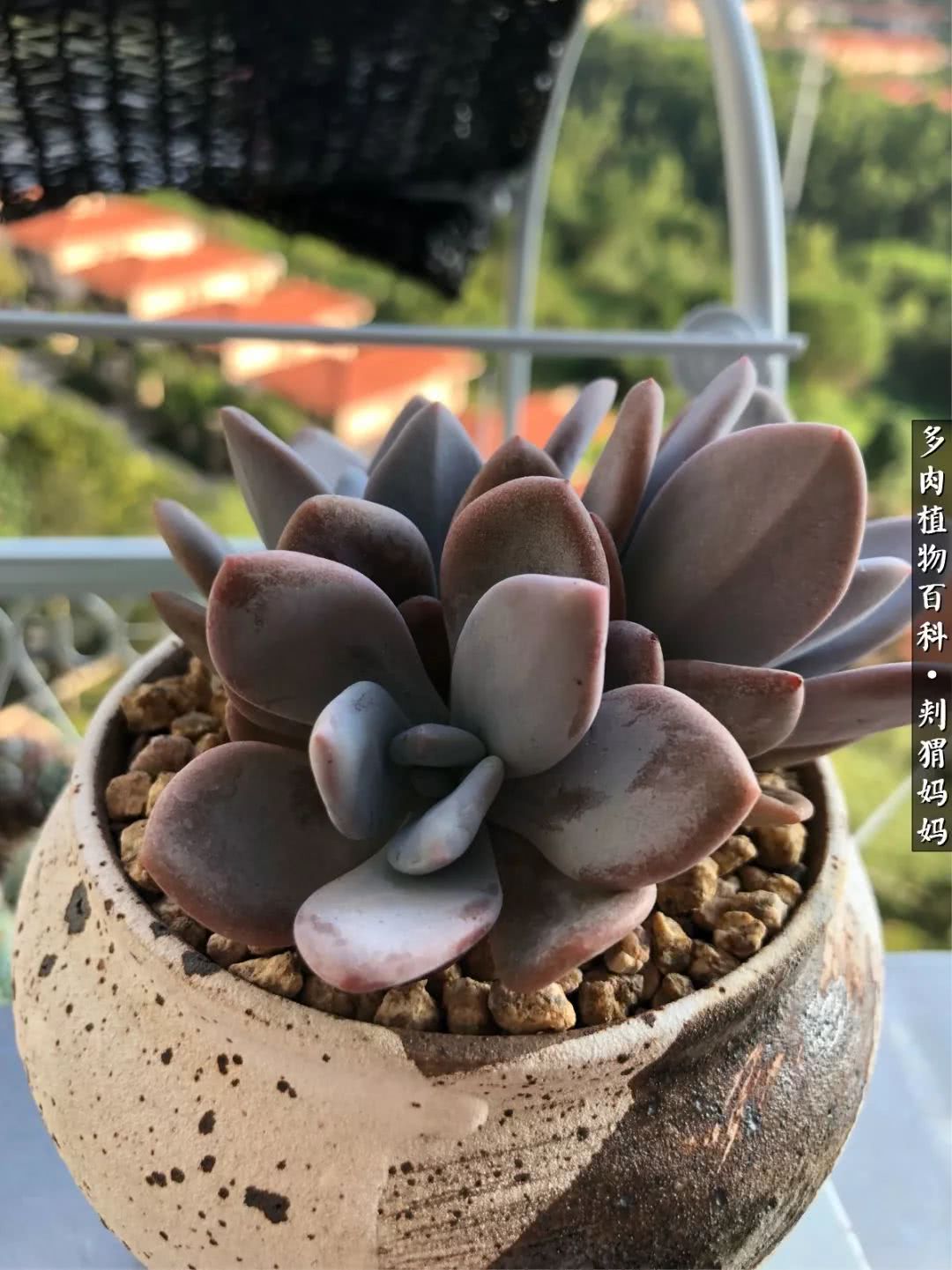 多肉如何度夏的方法,多肉夏天如何度夏