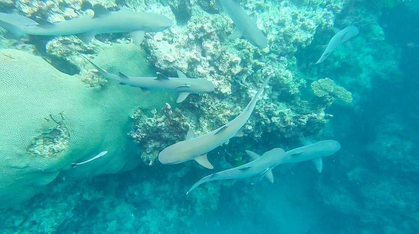 在斐济生活,斐济生活的真实感受