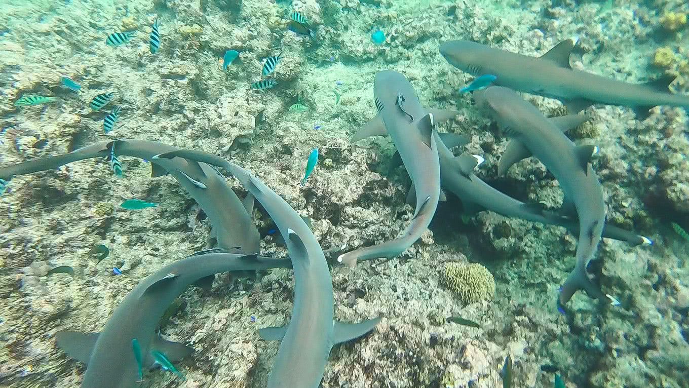 在斐济生活,斐济生活的真实感受