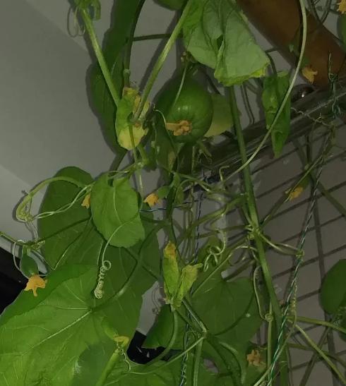 阳台种的黄瓜叶子黄了怎么办,阳台上种菜叶子全黄了什么原因