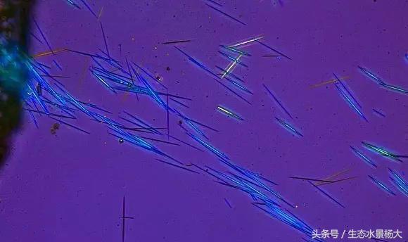 水晶虾用塑料水草可以吗,水族盐对观赏虾有影响吗