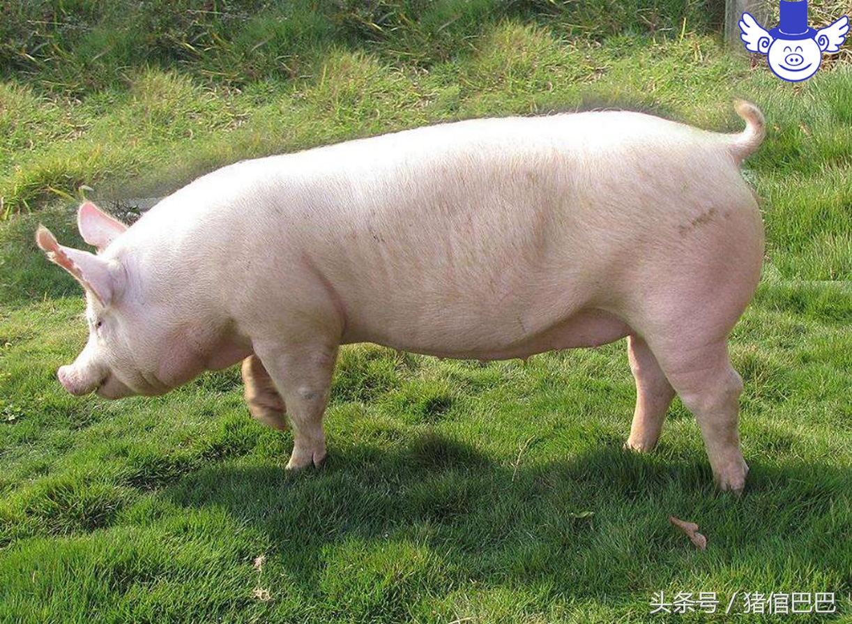 母猪难产的原因及解决方法,母猪难产最快解决办法是什么