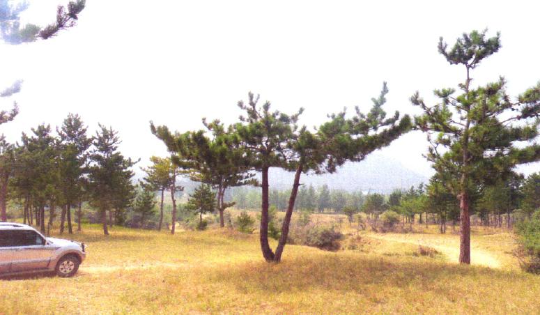 山丁子盆景修剪技巧,赤松景观树怎么修剪