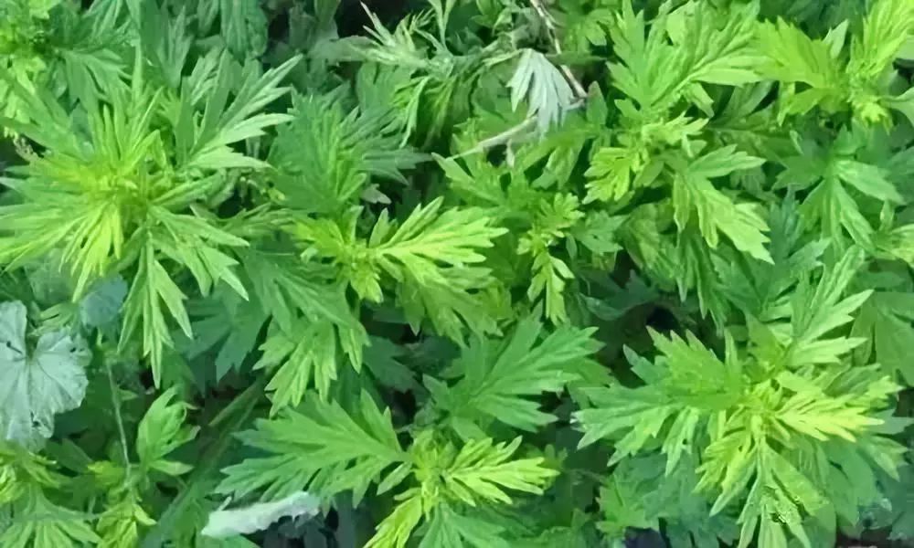 艾叶加酒赶走颈肩腰腿痛一身轻松,艾叶治颈肩腰腿痛