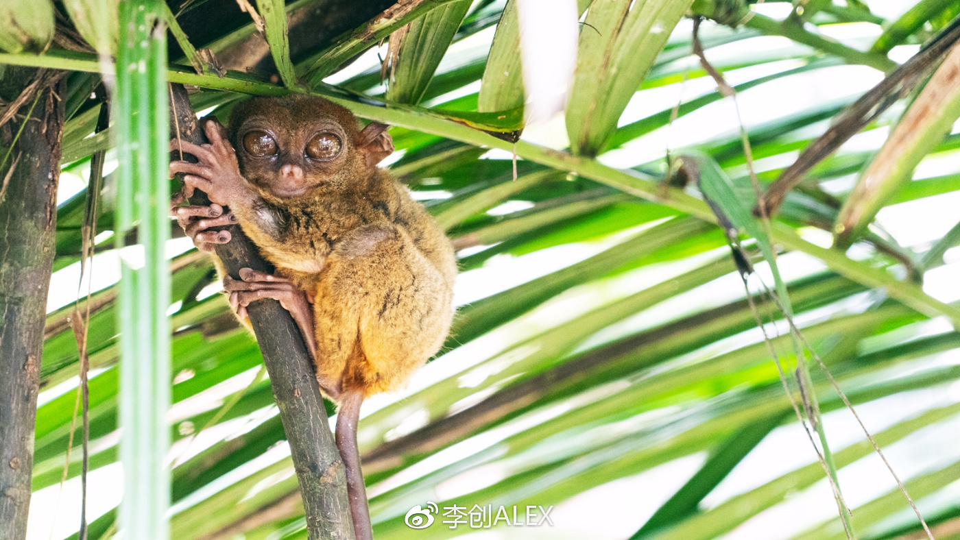 飞宿务直航城市,宿务到内地的直航航班