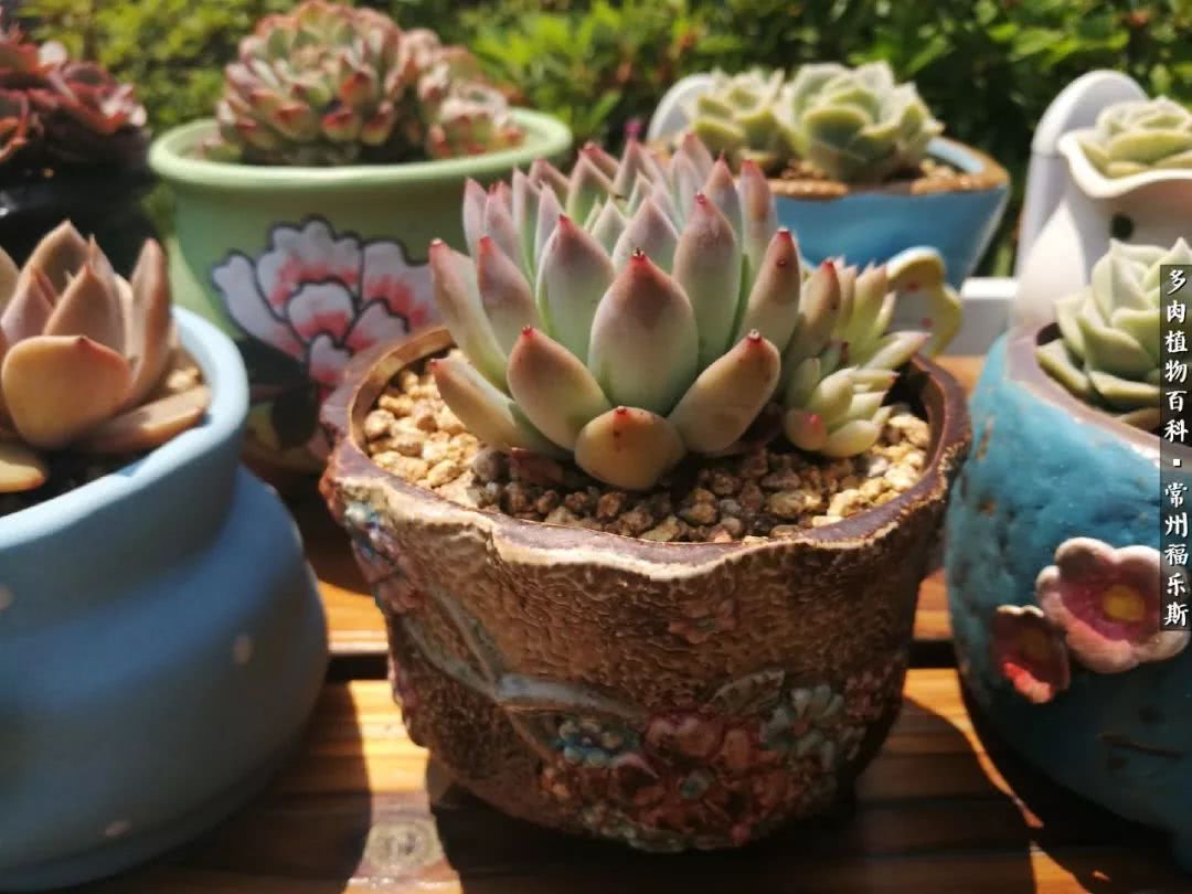养多肉摒弃焦虑,包邮区不能养的多肉有哪些