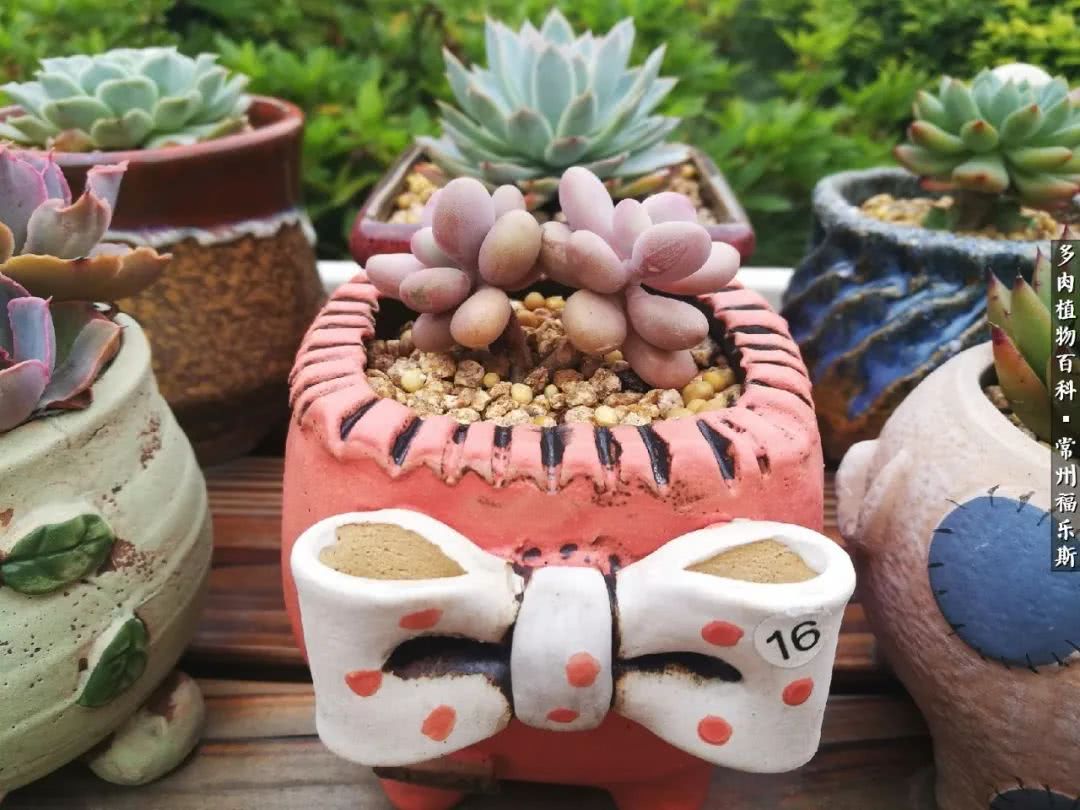 养多肉摒弃焦虑,包邮区不能养的多肉有哪些