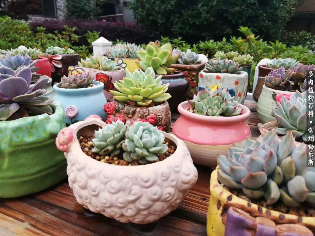 养多肉摒弃焦虑,包邮区不能养的多肉有哪些