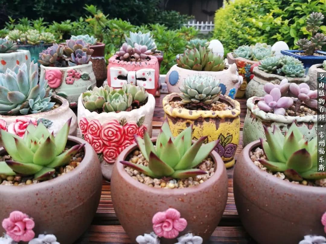 养多肉摒弃焦虑,包邮区不能养的多肉有哪些