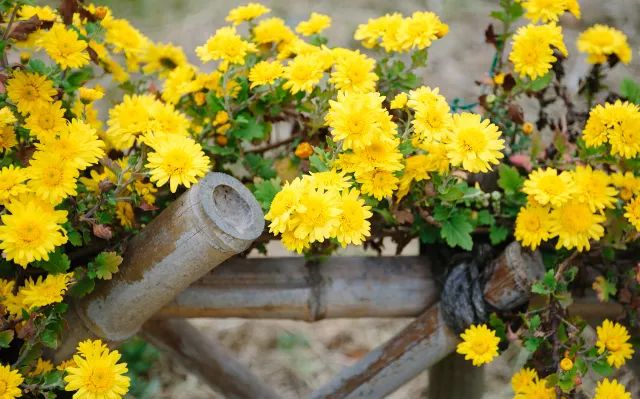 家中摆一盆，大病小病全走光！赶紧收藏！