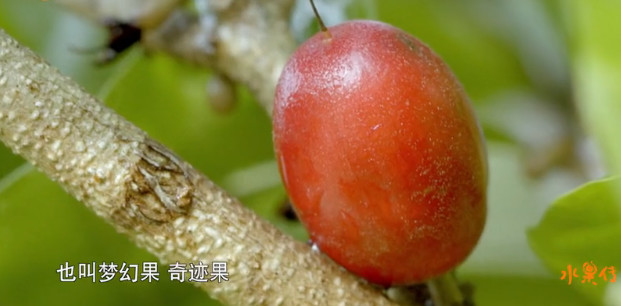 舌尖上的水果世界纪录片,被称为舌尖上的中国后续的纪录片