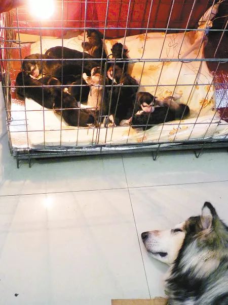 狗狗怀孕后，铲屎官需要必备哪些知识？