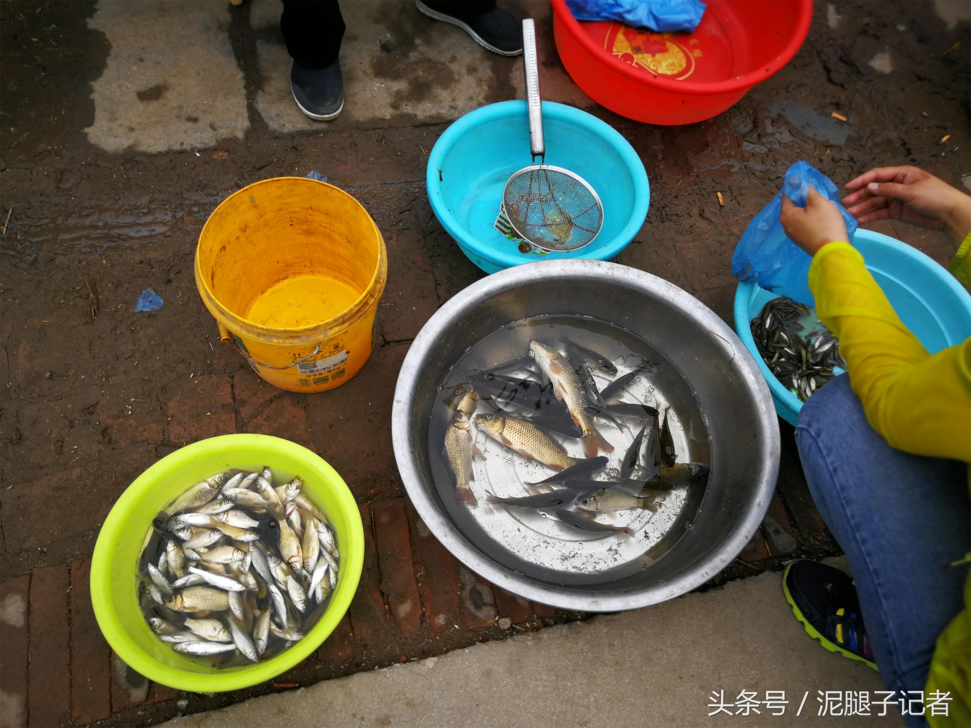 为什么现在在农村也看不见蜻蜓了,为什么现在农村没有蜻蜓了