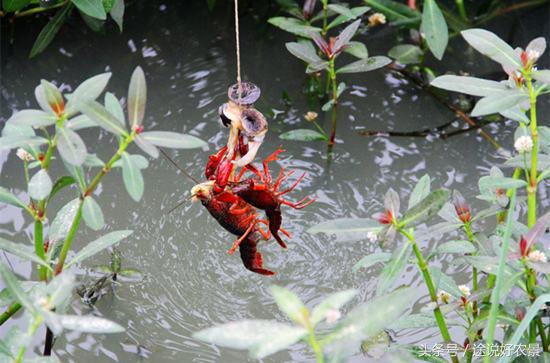 井陉豌豆农庄一日游,孙庄村豌豆农庄