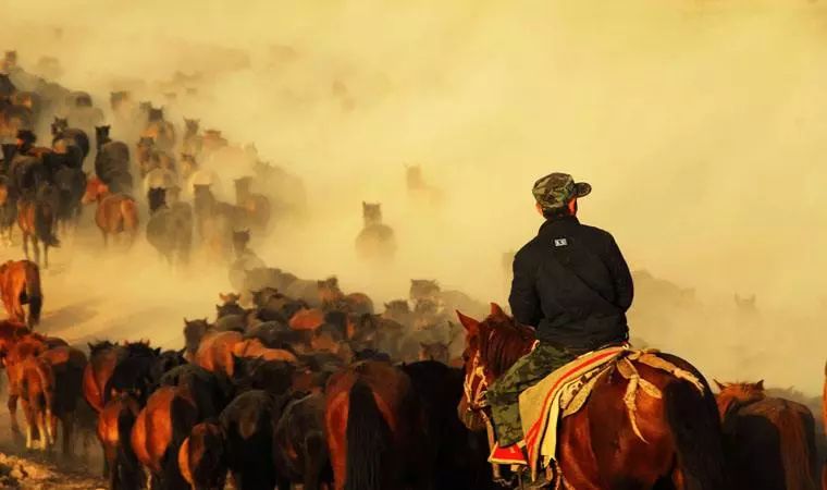 甘肃张掖军马场旅游 (张掖最好的军马场)