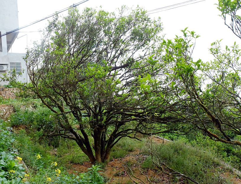 凤凰单丛茶水仙,凤凰单枞与凤凰单丛是两种茶吗