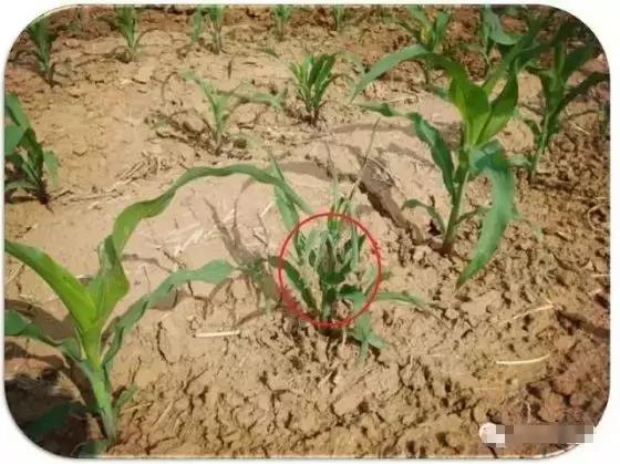 玉米小苗卷叶是什么原因,玉米卷叶是什么原因引起的