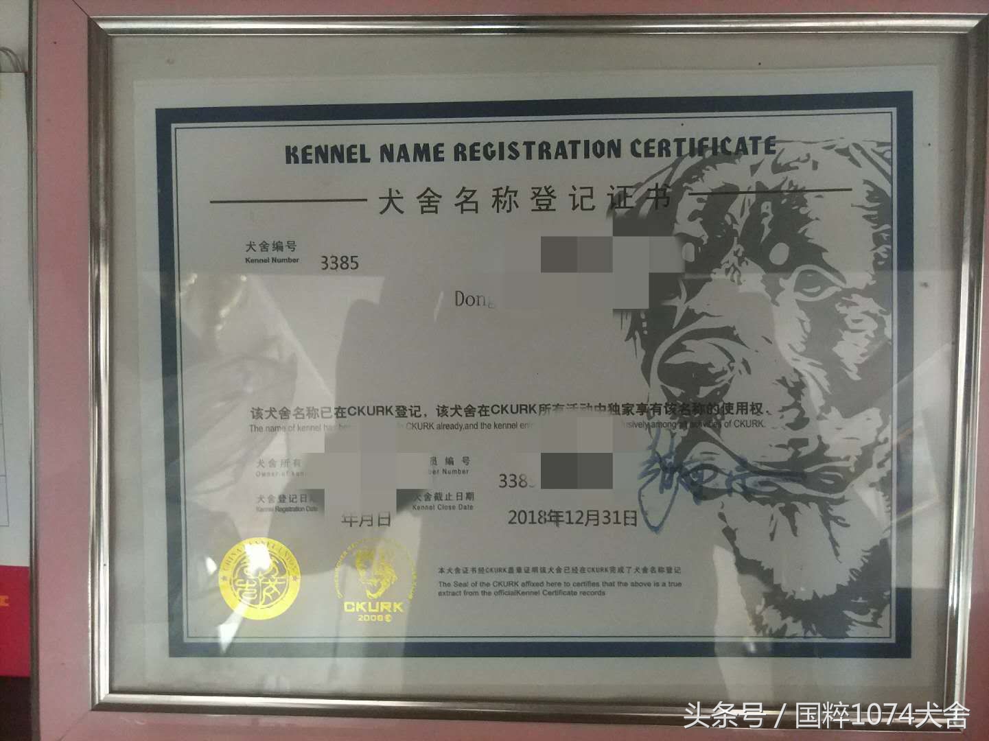 浅色素的罗威纳,陕系罗威纳犬