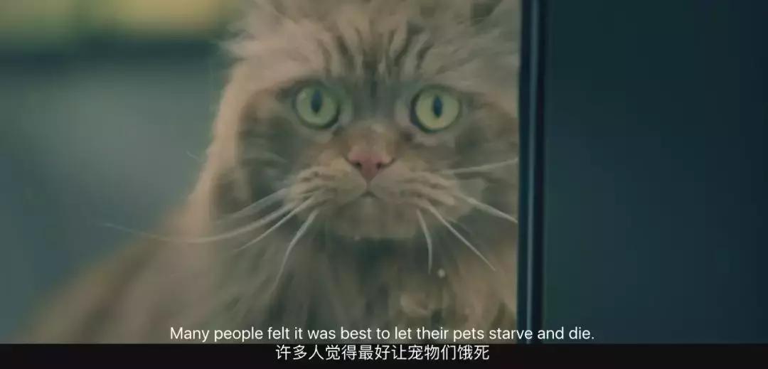 人类未来都不用吃肉吗,素食主义会取代肉食吗