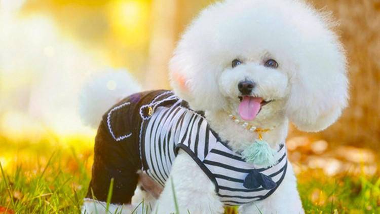 养比熊需要注意的清洁,养比熊小技巧有哪些