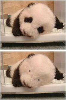 你认为的大熊猫是什么样子,你知道大熊猫的样子吗