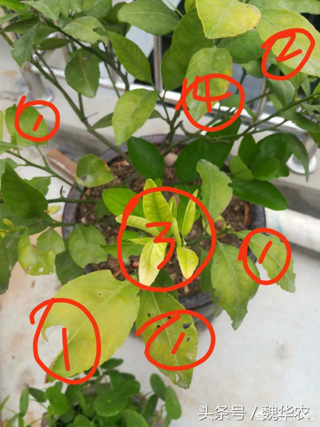 盆栽橘子老叶卷叶怎么回事,橘子树叶子褶皱发黄得了什么病