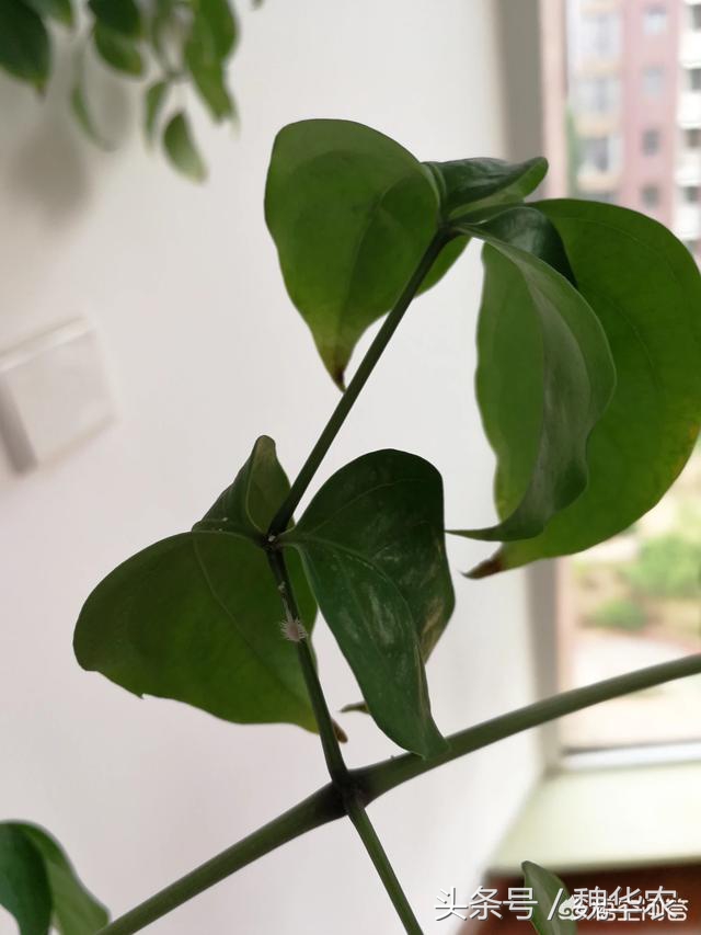 幸福树病虫害家庭防治小方法,幸福树介壳虫发生与防治