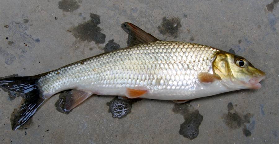 这几种鱼经常有人钓到但很少人认识，有的还是入侵物种