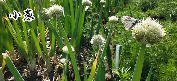 长春采摘农家乐一日游,长春市周边度假山庄农家乐