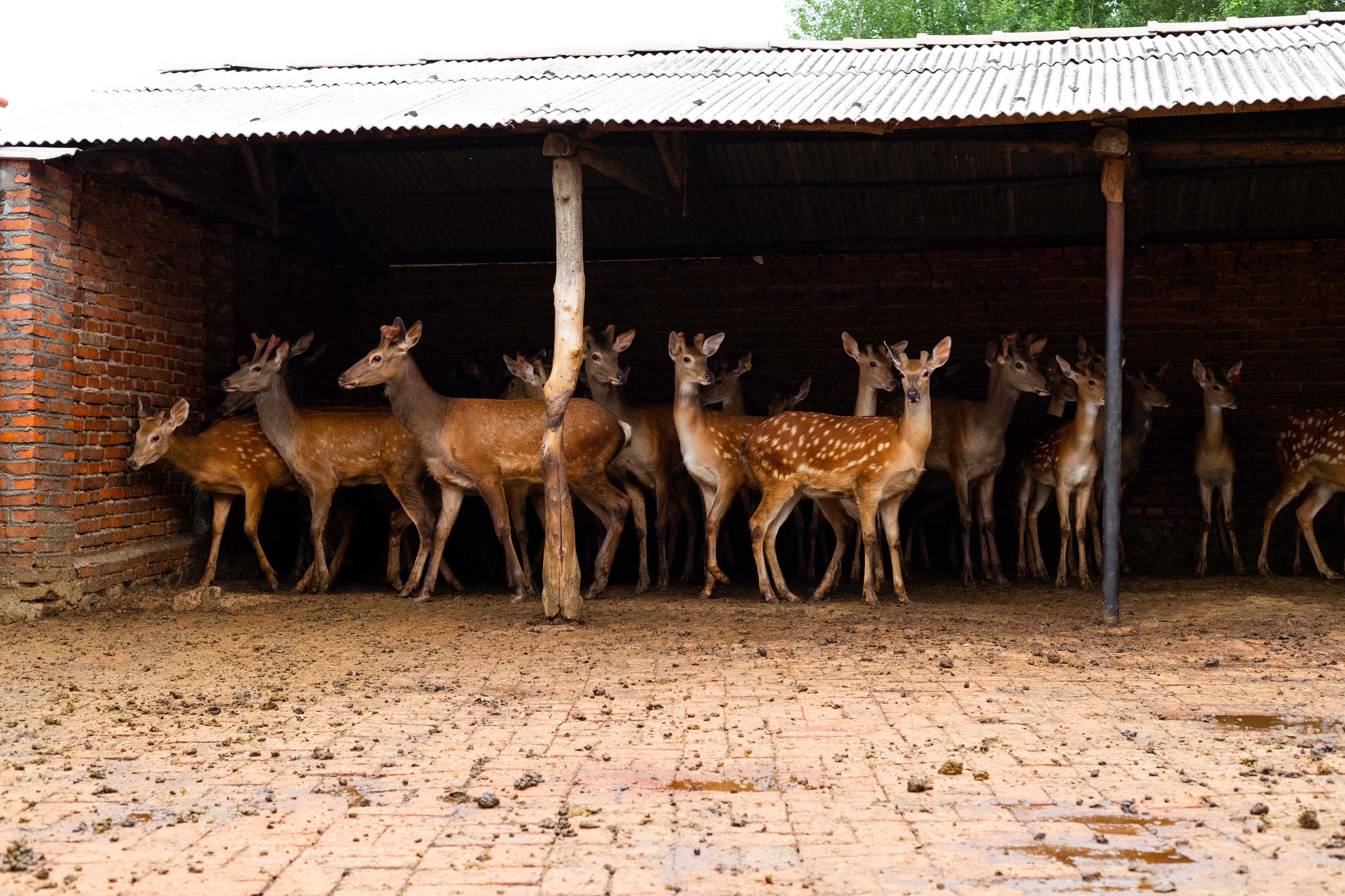 人口不到5万的中国梅花鹿之镇，每天现金流水超过1000万