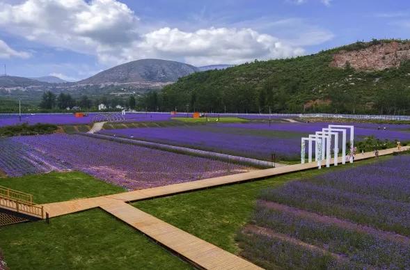 鹿泉春天去哪看花海,鹿泉区花海