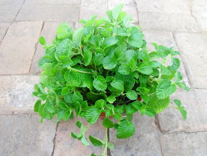 家里养捕蝇草对人体有害吗,家里养吸毒草有什么作用