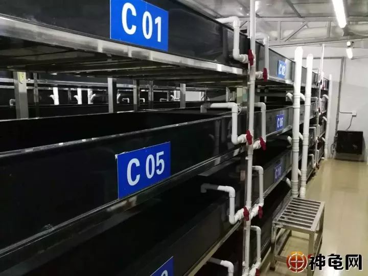 龟苗出壳后,喂食、环境的护理