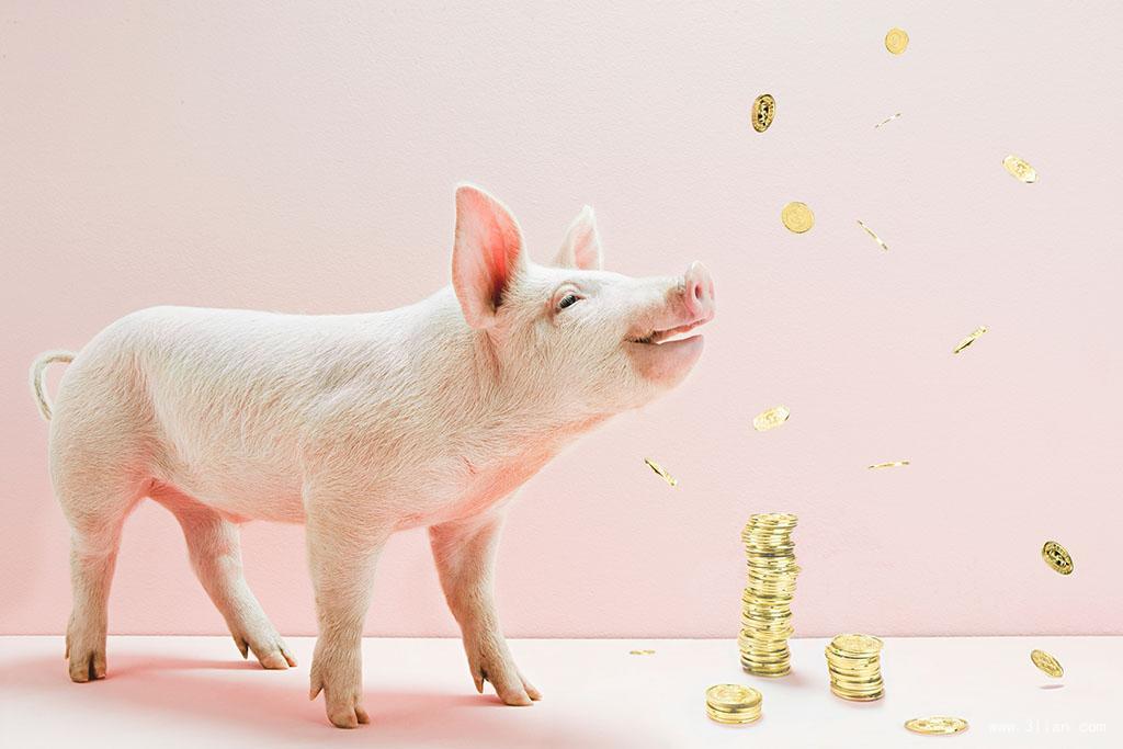 大金猪今日运势查询,大金猪运势如何