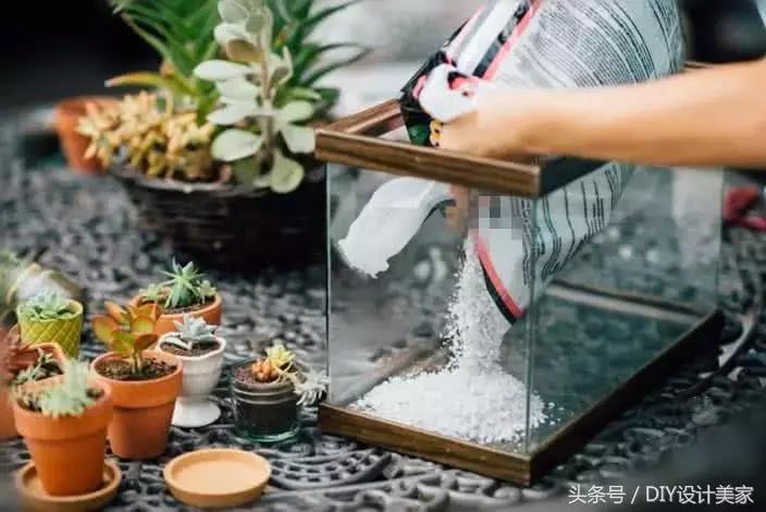 家里的旧鱼缸还可以养什么,废弃的鱼缸可以养花吗