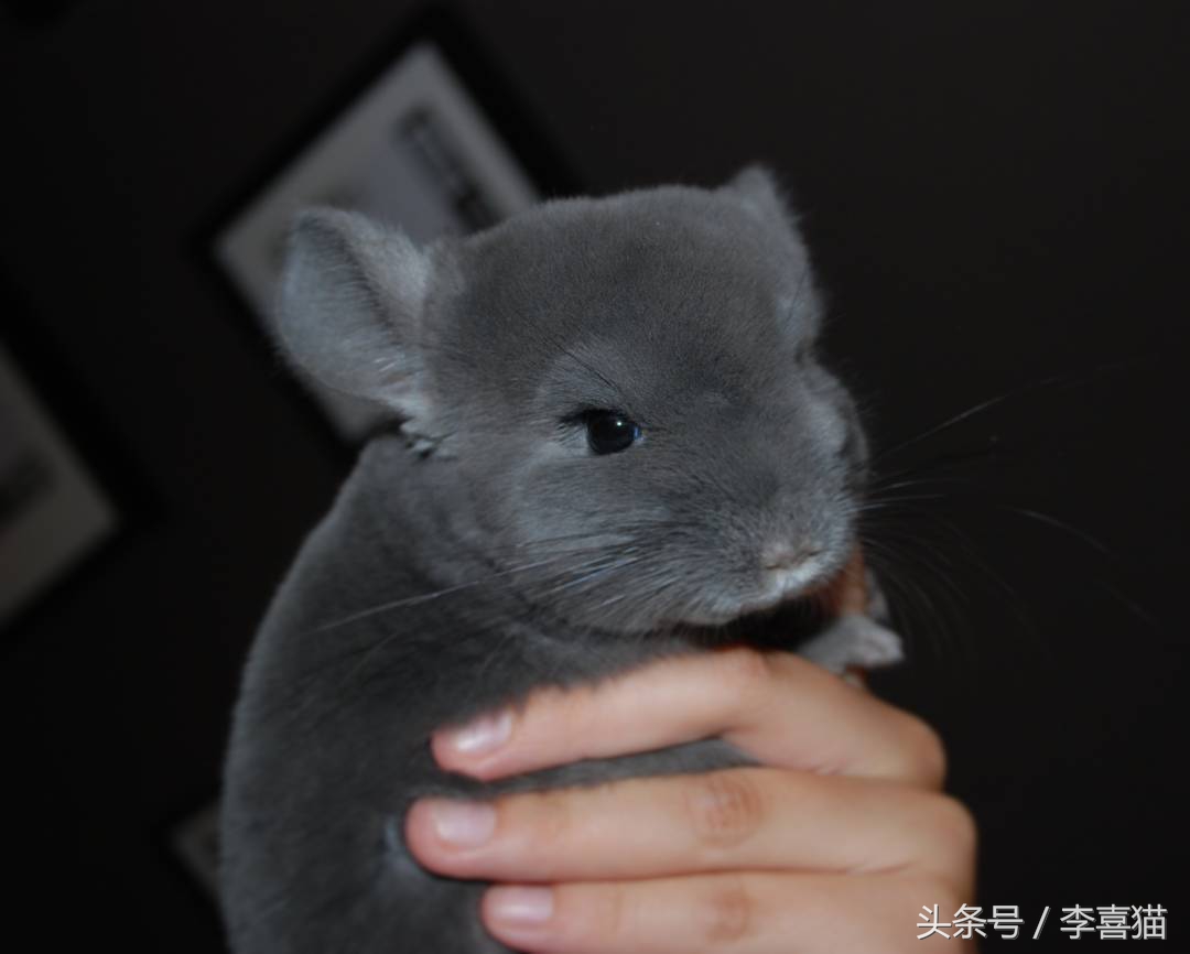 毛绒绒不咬人的宠物,除了猫狗之外的小宠物推荐一下