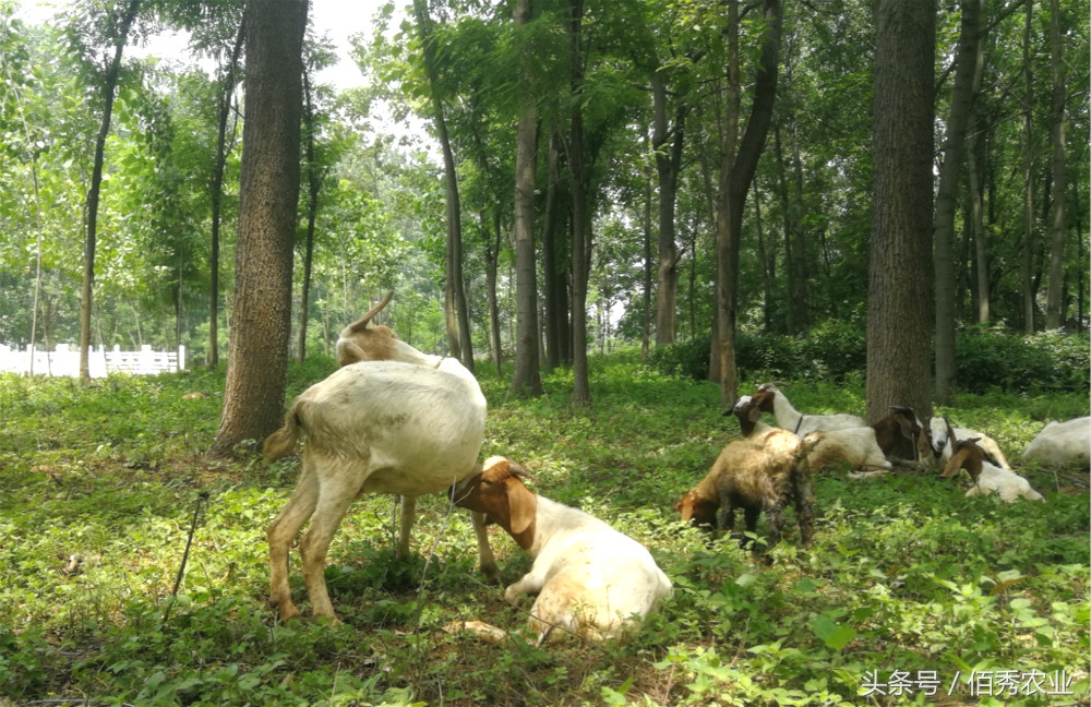 养羊致富的真实经历,农村农民务农年均收入