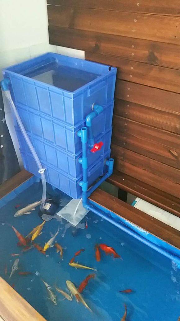 内蒙古阳台锦鲤鱼池,自制锦鲤观赏鱼池