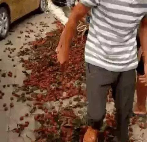 广西荔枝现在情况,广西荔枝最新情况