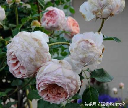 玫瑰花花瓣边缘变黑怎么办,玫瑰花瓣是卷曲的怎么回事