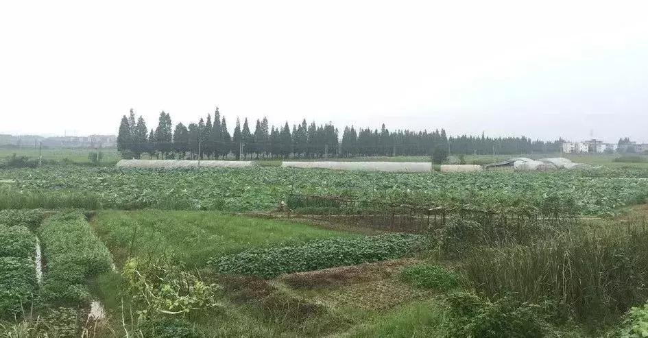 从A到Z，26个字母，陪你领略赣北德安的热辣风情！