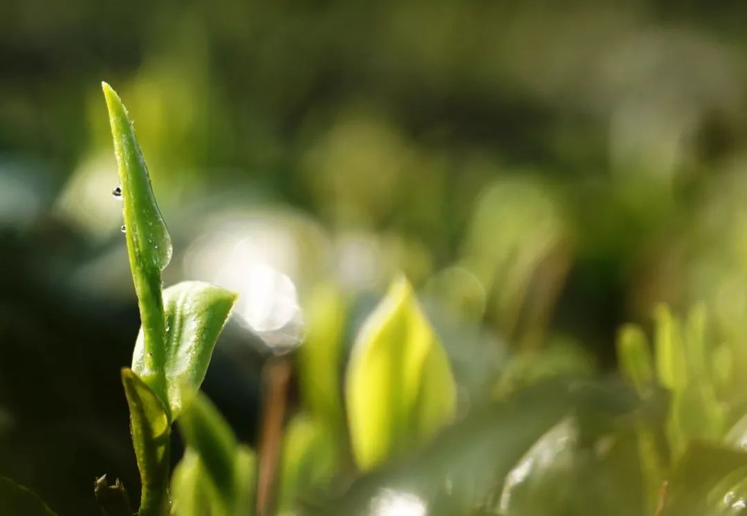 老卜奎说茶的十大恶习,老卜奎白茶
